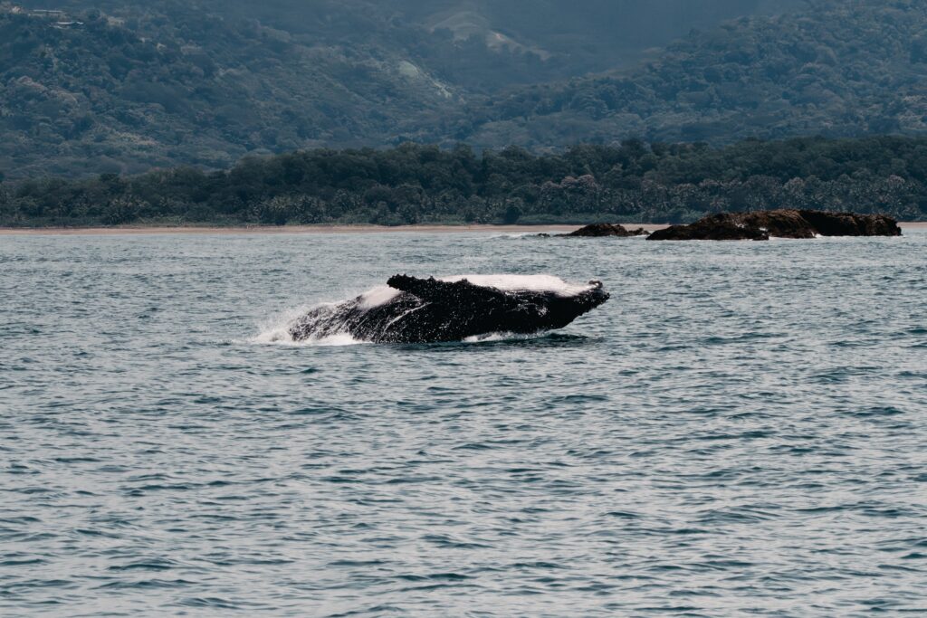 Uvita