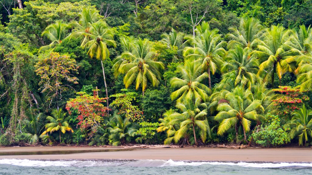 Uvita