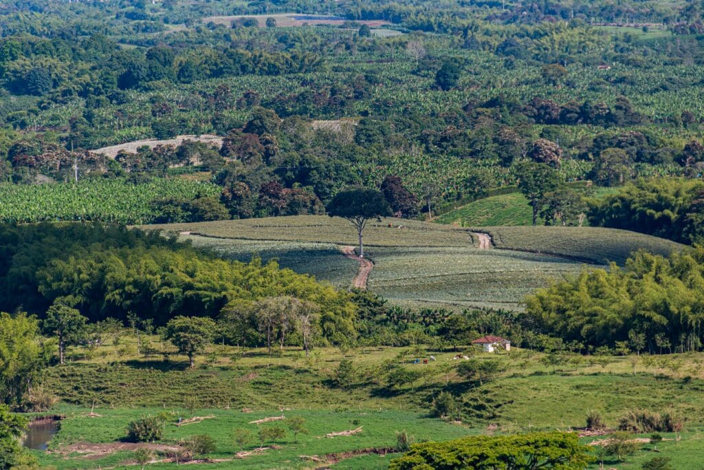 Pereira