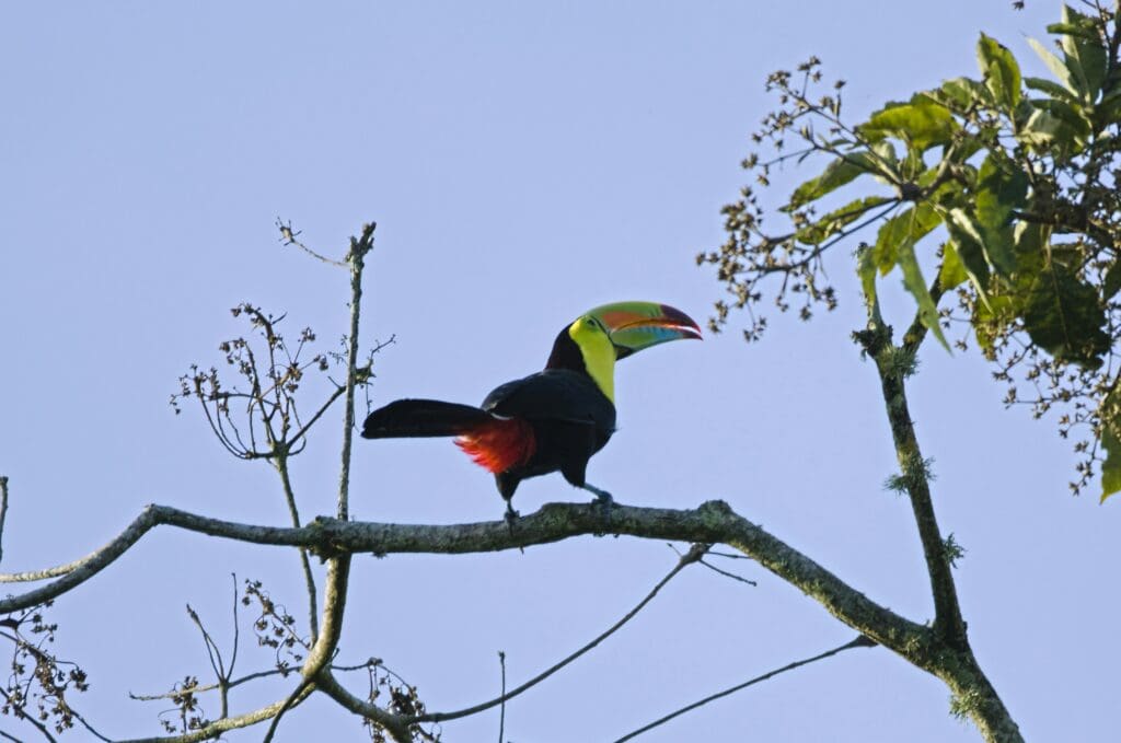 Turrialba