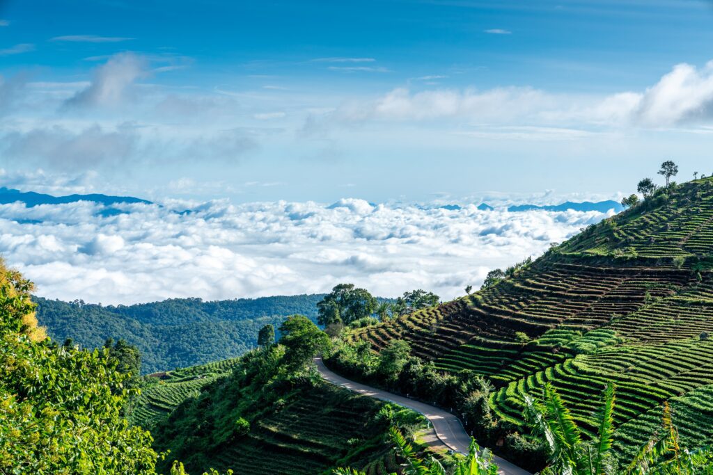 Mae Rim