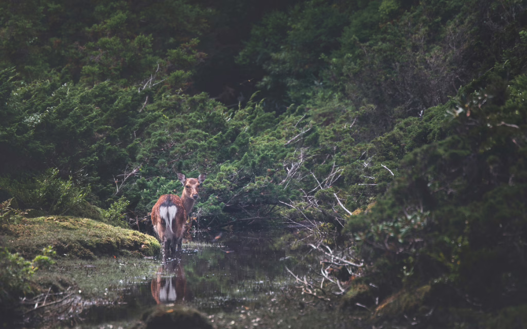 Yakushima