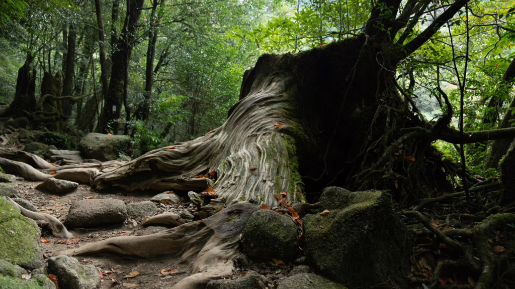 Yakushima