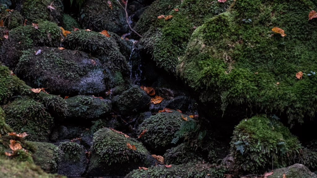 Yakushima