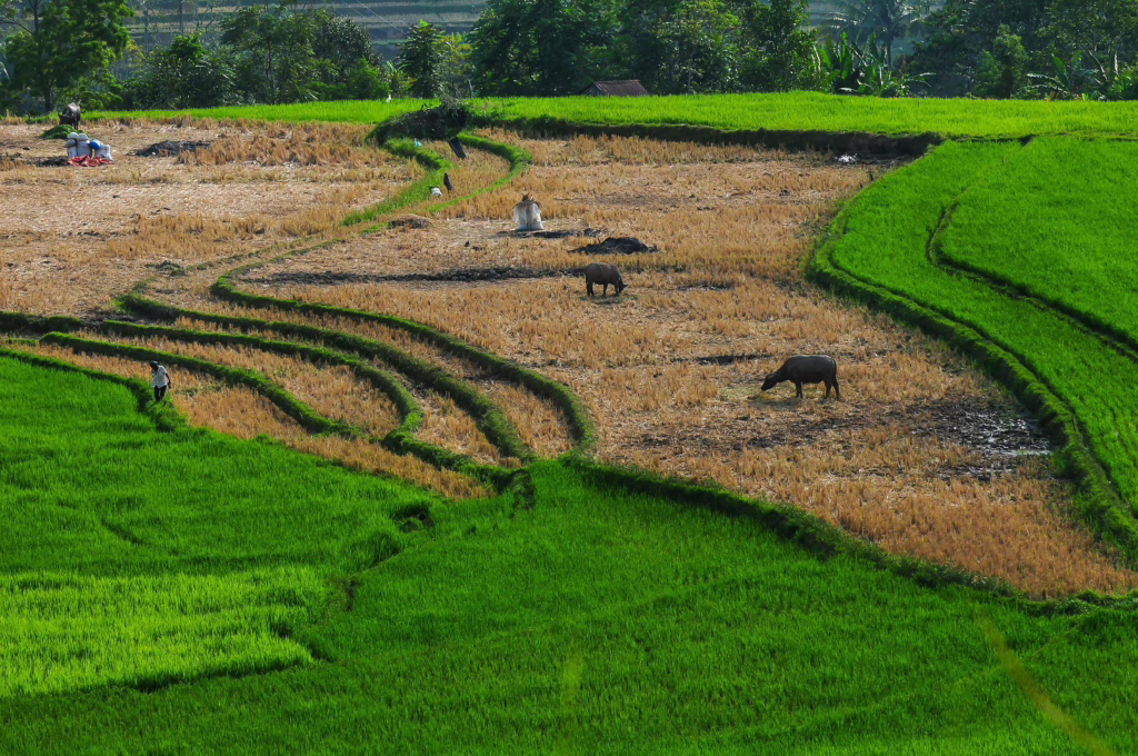 Bukittingi - Sumatra