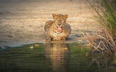 Wildlife spotten in Sri Lanka: een gezinsavontuur opzich