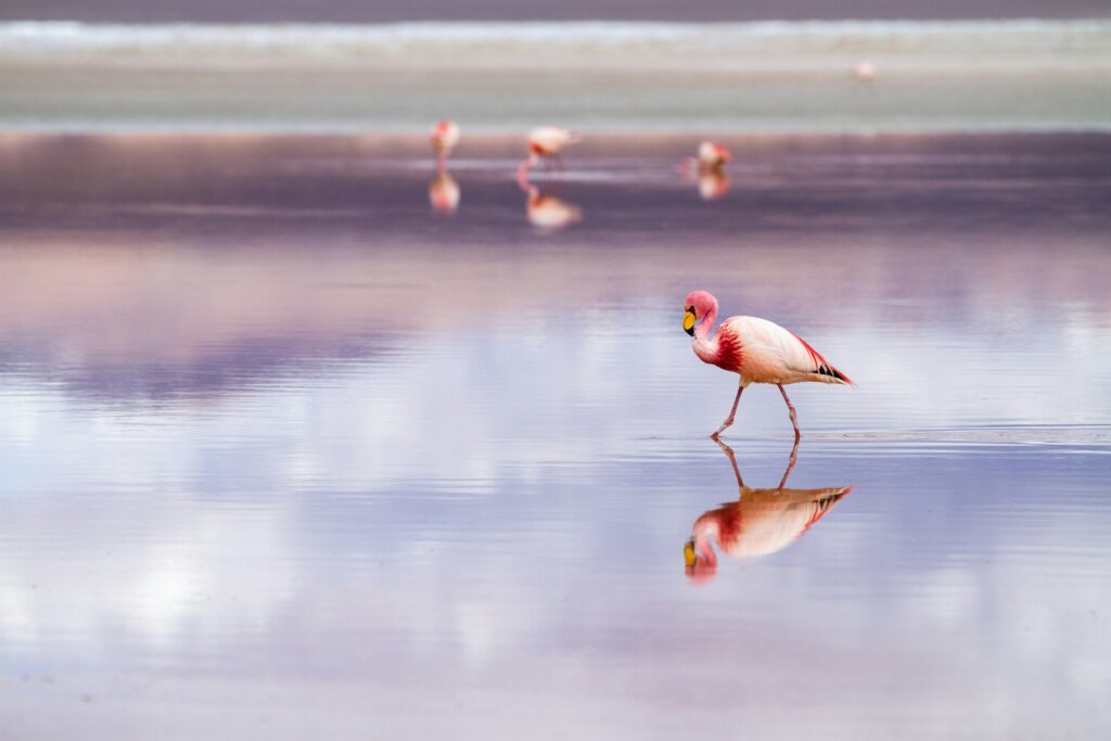 Uyuni