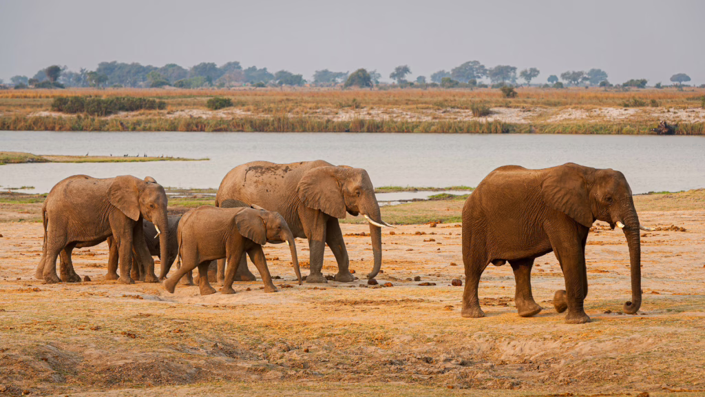Chobe