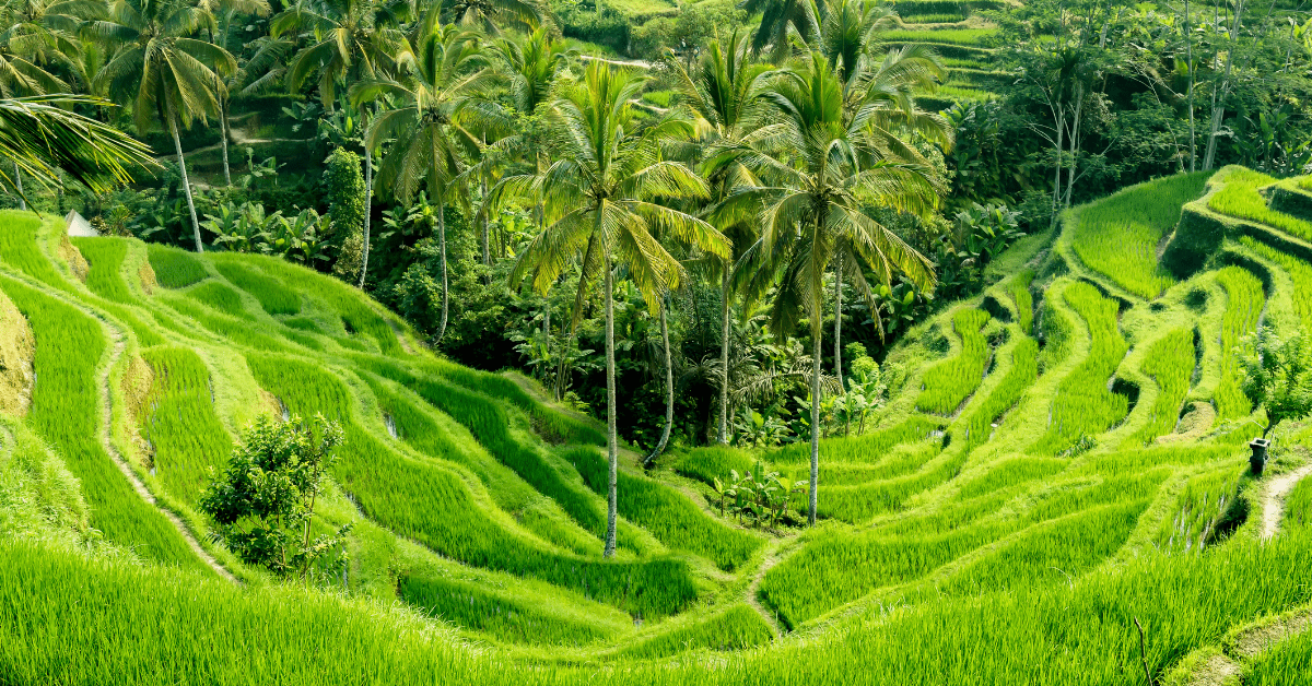 rondreizen-indonesie