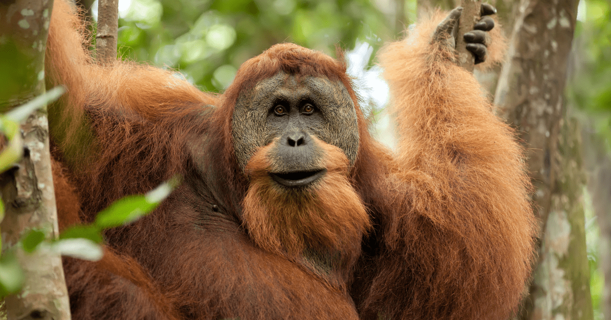 rondreizen-indonesie