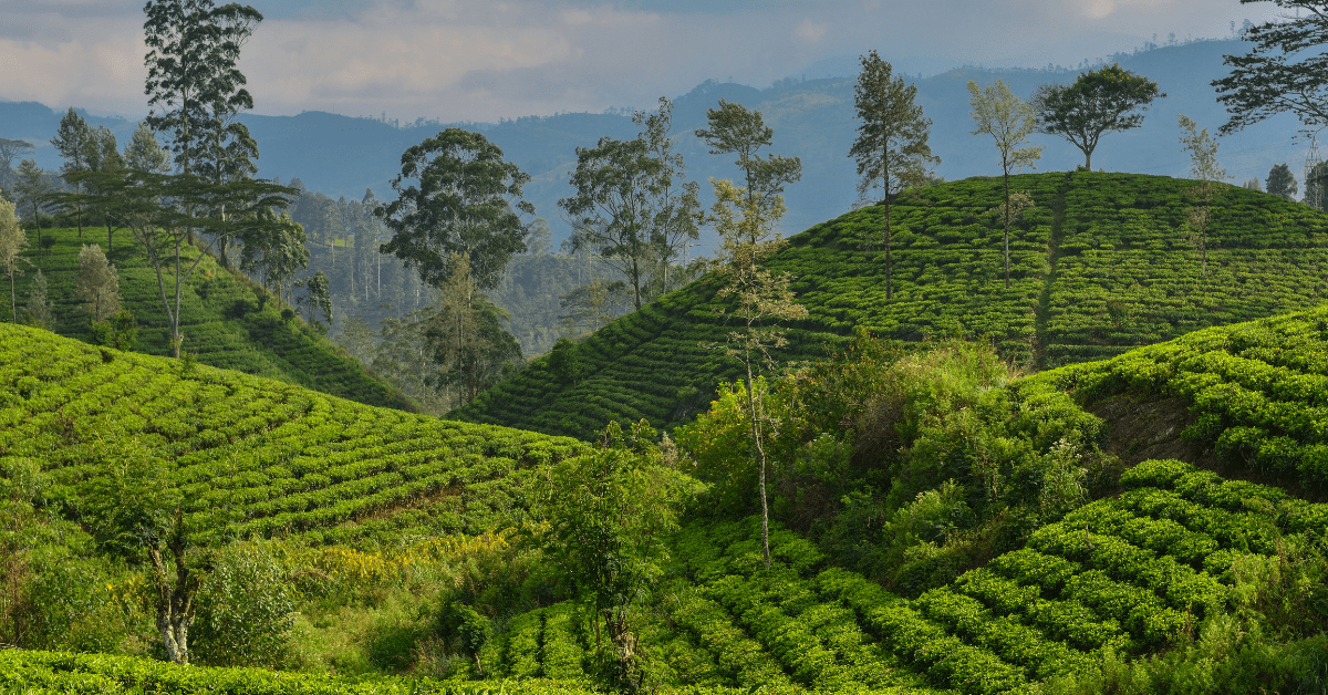Sri-Lanka-natuur-vakantie