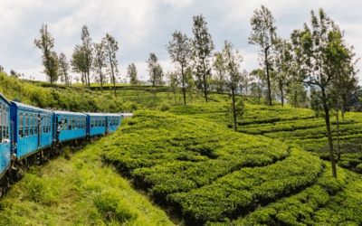 Op vakantie naar Sri Lanka