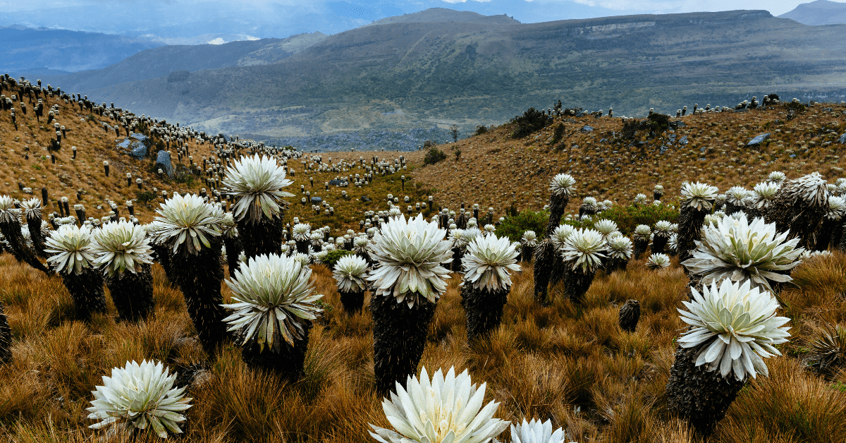 natuur-colombia