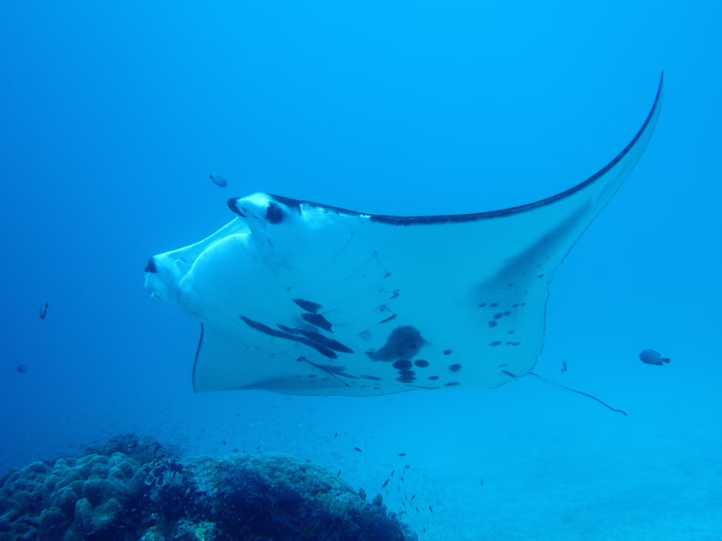 Raja Ampat