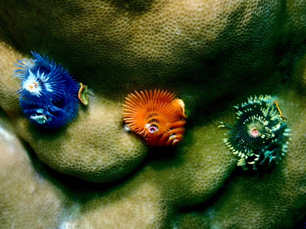 Raja Ampat