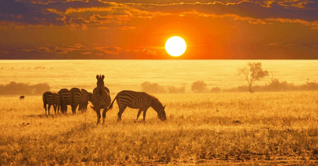 Namibië-dieren