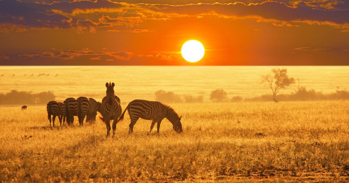 Namibië-dieren
