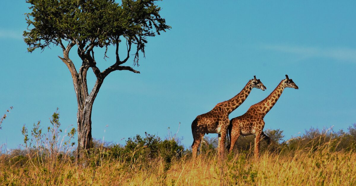Wildlife-Zuid-Afrika