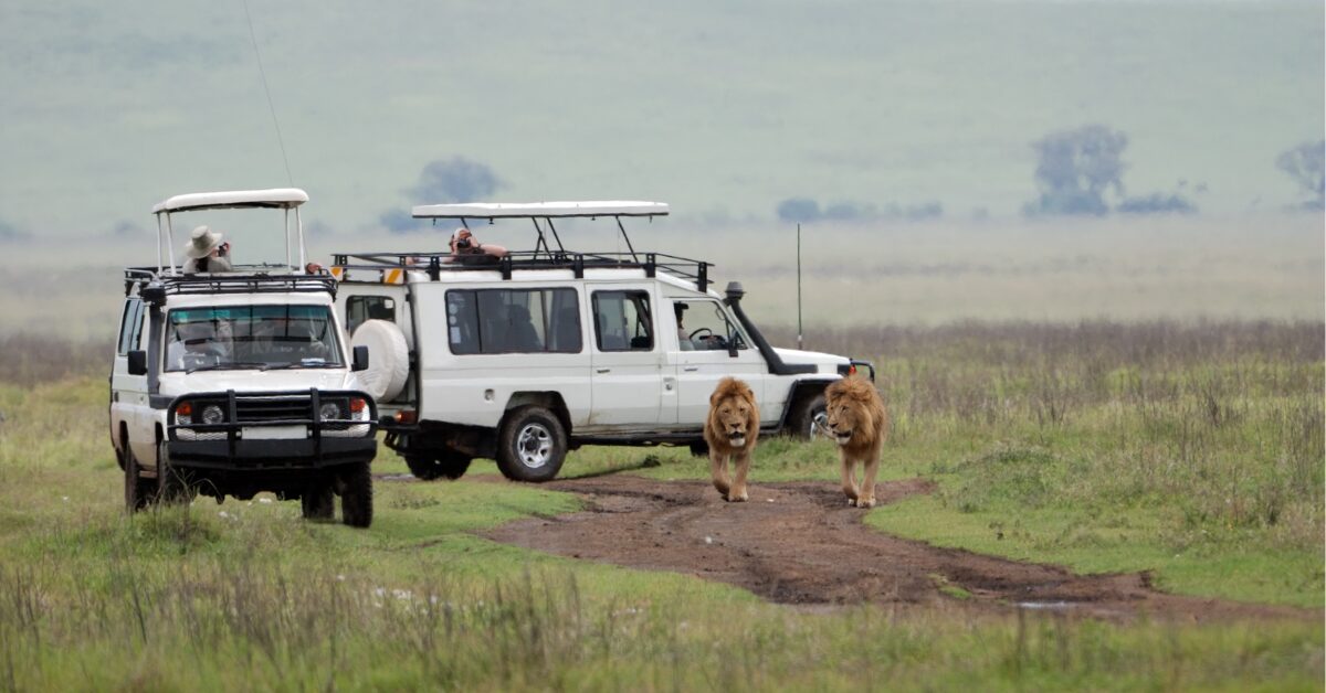 Zuid-Afrika-safari