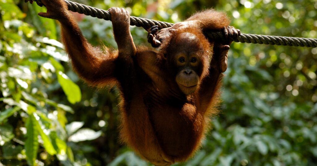 Rondreis door Borneo: Van jungle tot snorkelparadijs
