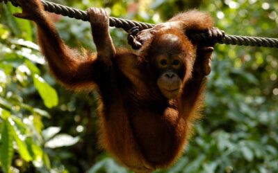 Rondreis door Borneo: Van jungle tot snorkelparadijs