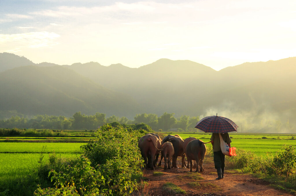 Dien Bien Phu