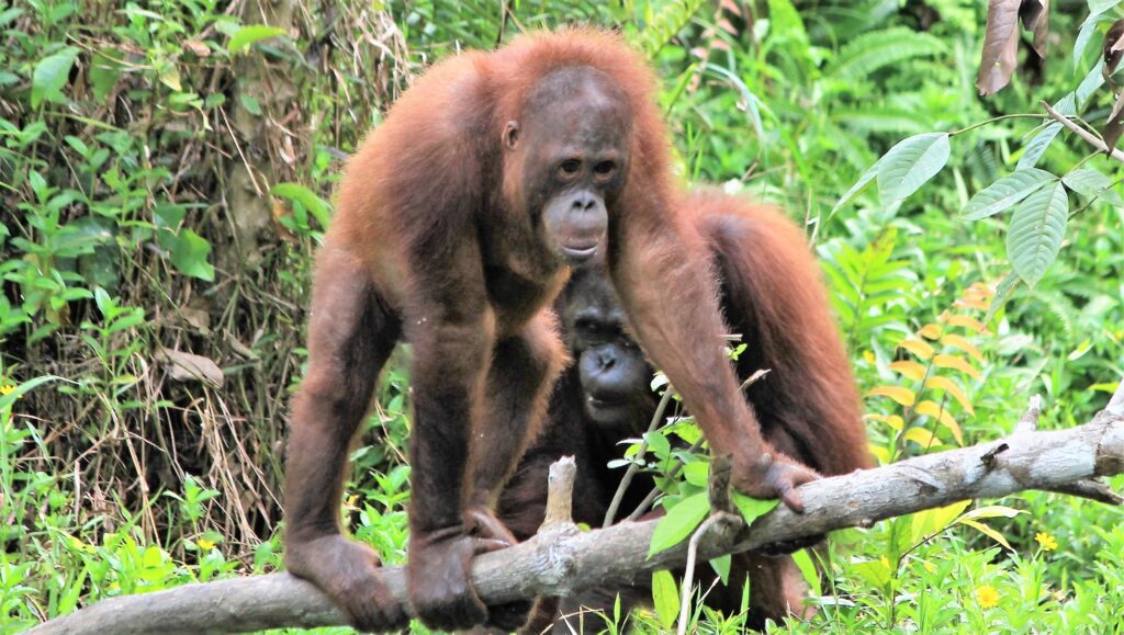 Tanjung Puting: orang-oetans