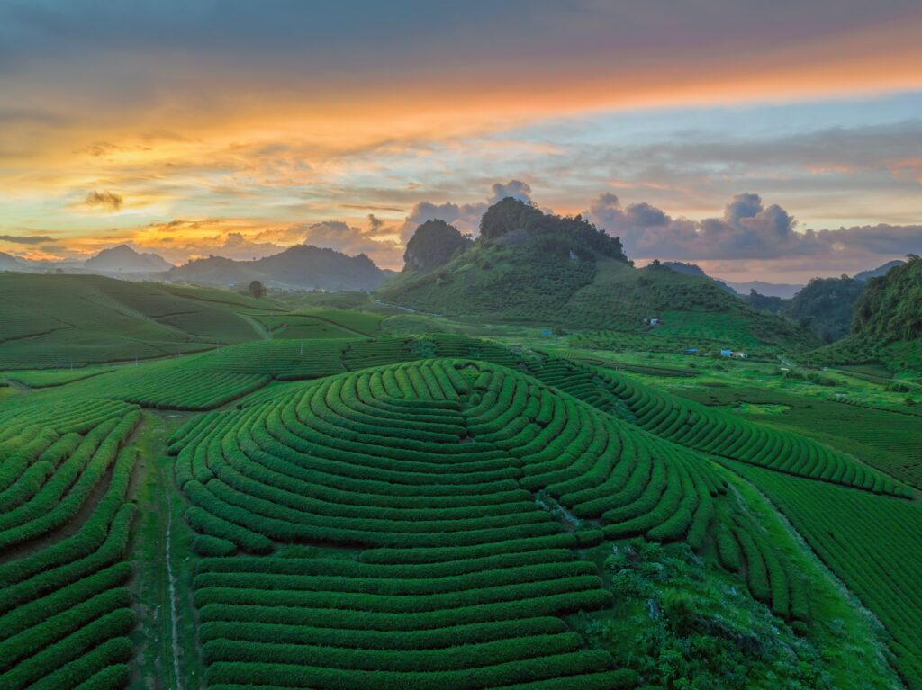 Moc Chau
