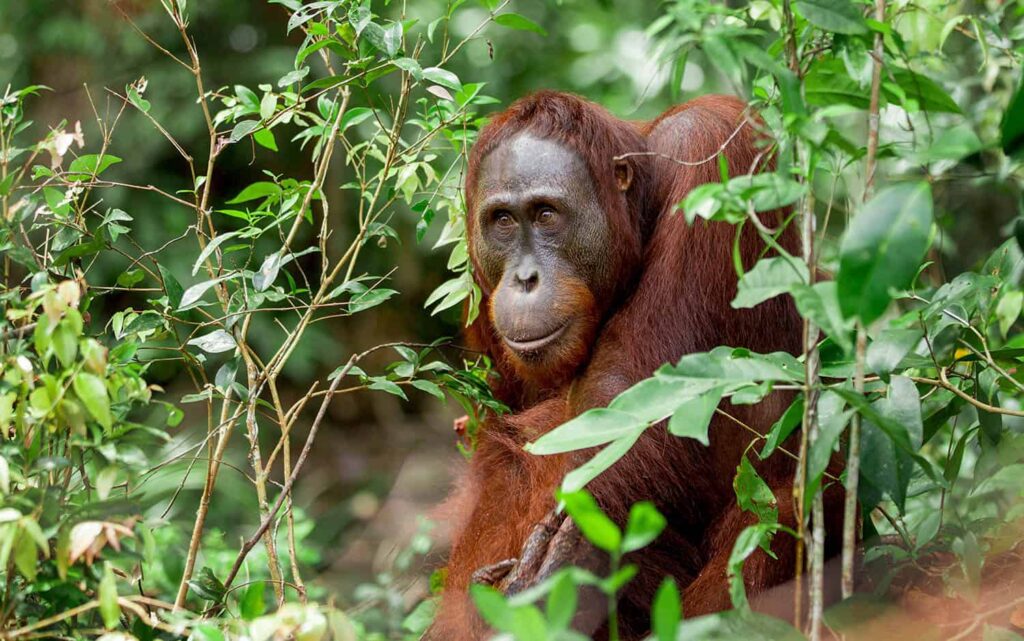Tanjung Puting: orang-oetans