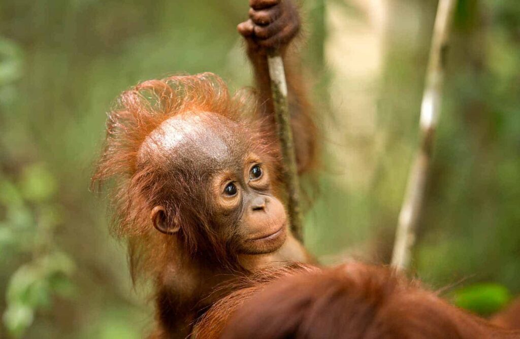 Tanjung Puting: orang-oetans