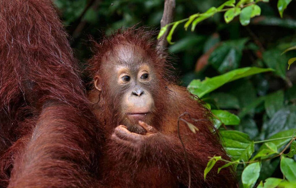 Tanjung Puting: orang-oetans