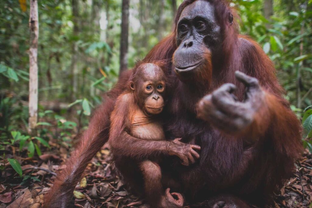 Tanjung Puting: orang-oetans
