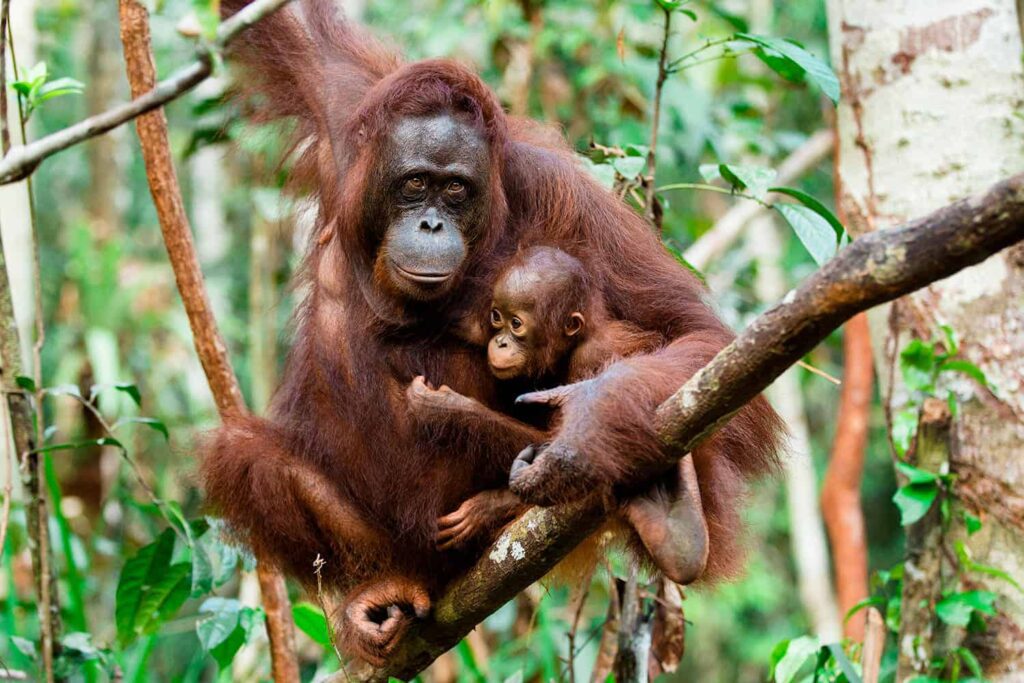 Tanjung Puting: orang-oetans