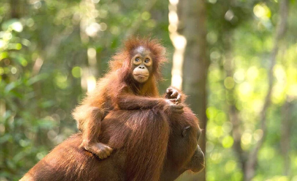Tanjung Puting: orang-oetans