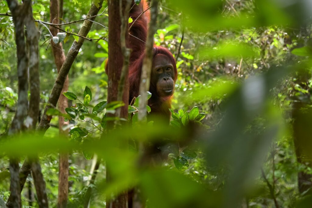 Tanjung Puting: orang-oetans