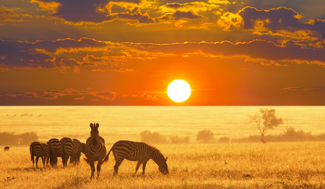 Rondreis door Namibië, Botswana en Zimbabwe