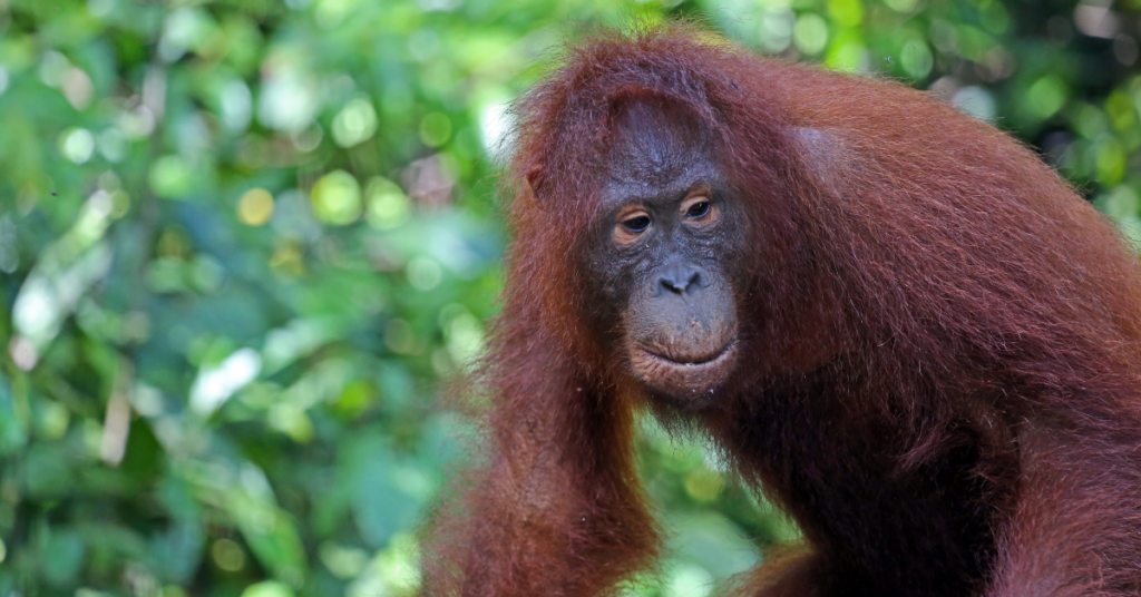 Reisroute door Kalimantan: 10 dagen jungle, wildlife en cultuur