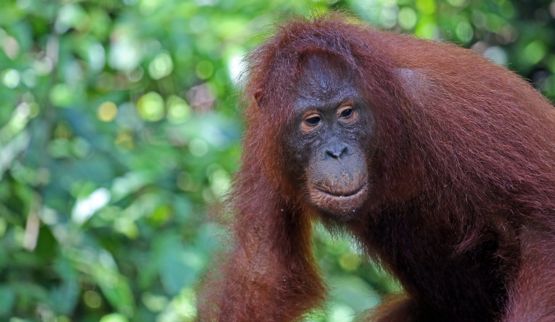 Reisroute door Kalimantan: 10 dagen jungle, wildlife en cultuur