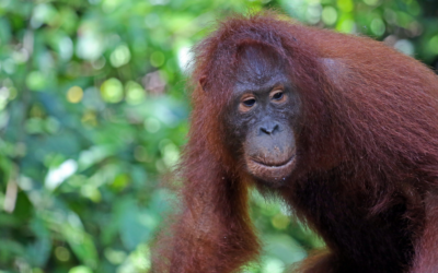 Reisroute door Kalimantan: 10 dagen jungle, wildlife en cultuur
