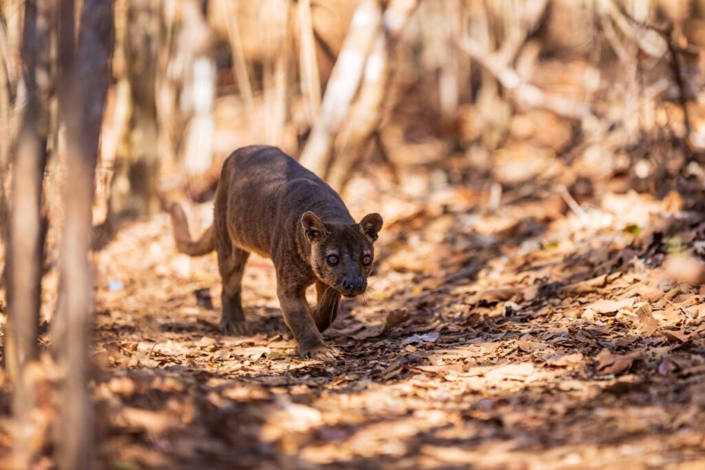 Kirindy Private Reserve