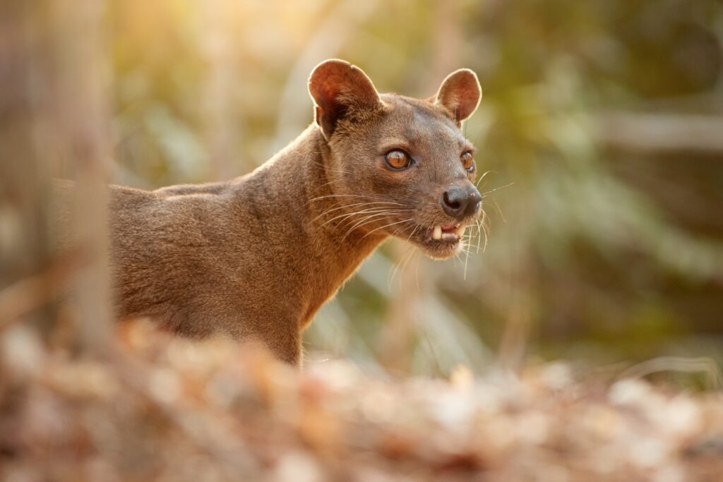 Kirindy Private Reserve