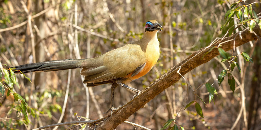 Kirindy Private Reserve