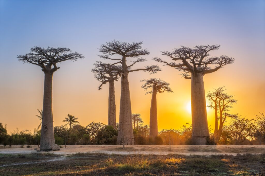 Morondava