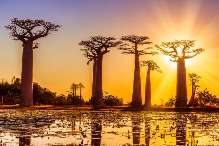 Madagaskar hoogtepunten: een reis vol contrasten