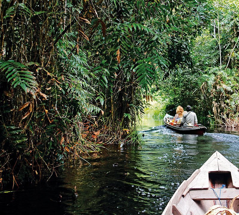 Sebangau National Park