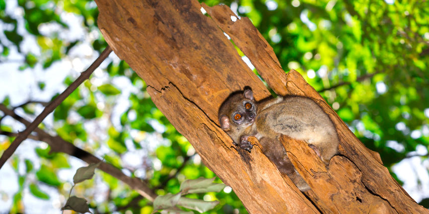 Ankarana Reserve