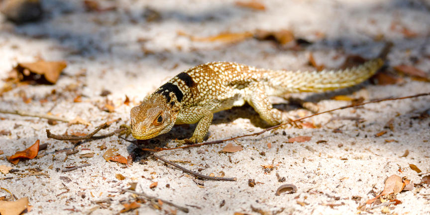 Ankarana Reserve