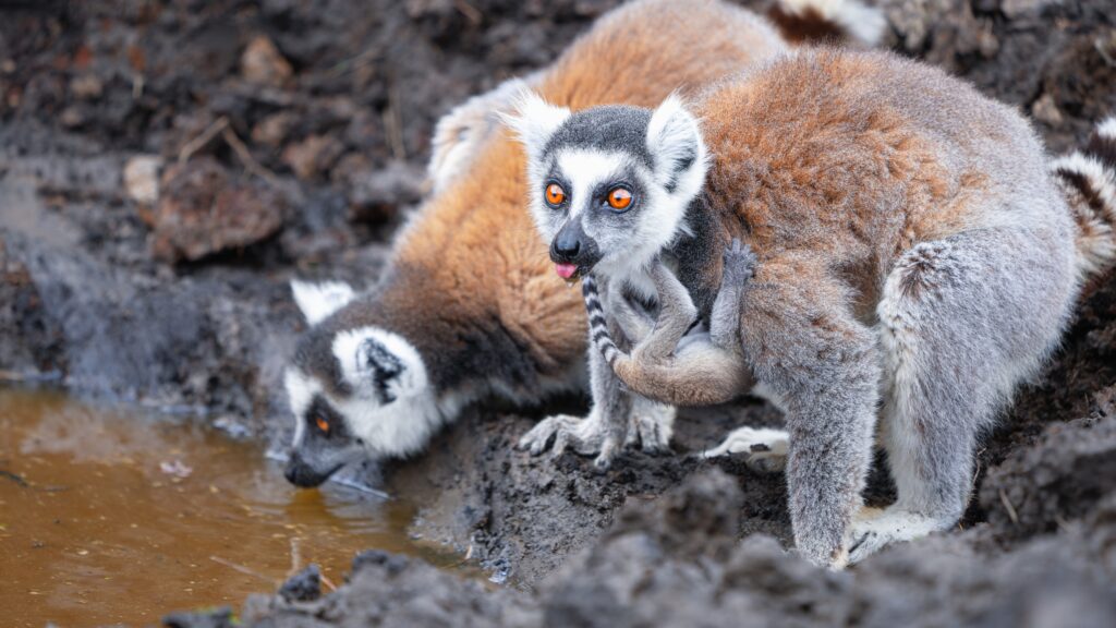 Isalo National Park