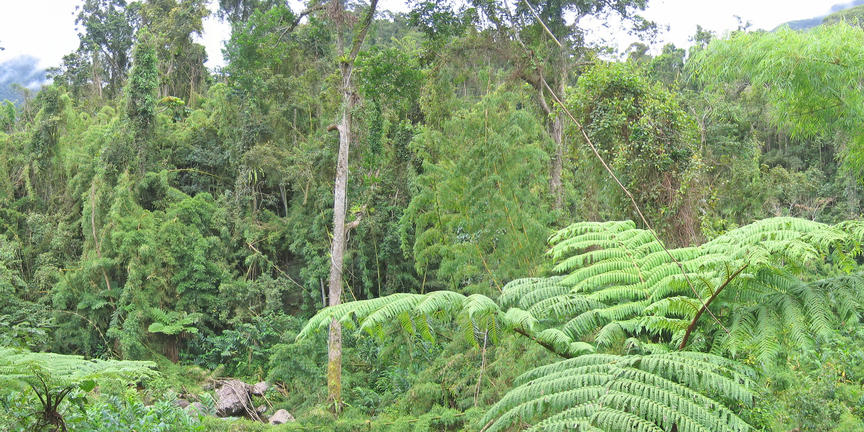 Marojejy Nature Reserve - 3 daagste trekking