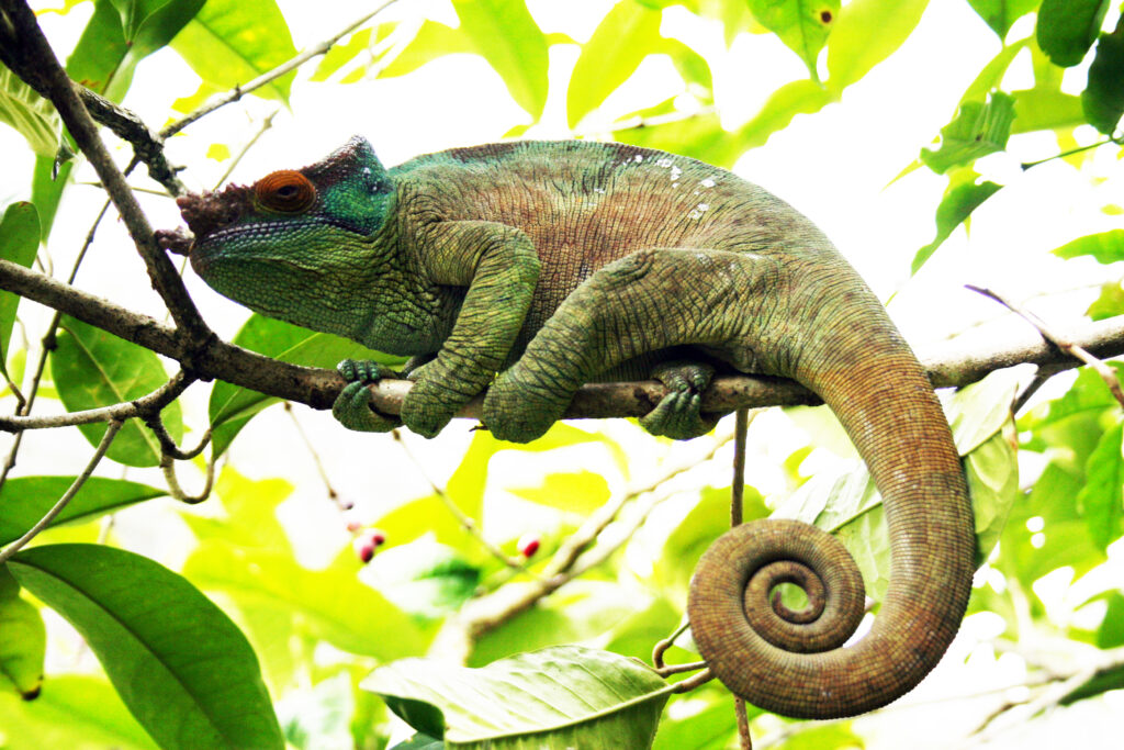 Ranomafana